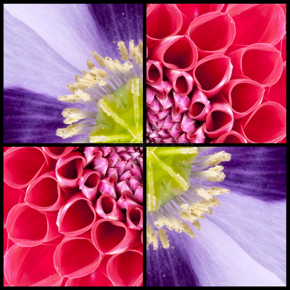 Similar – sunlike Gerbera Blossom