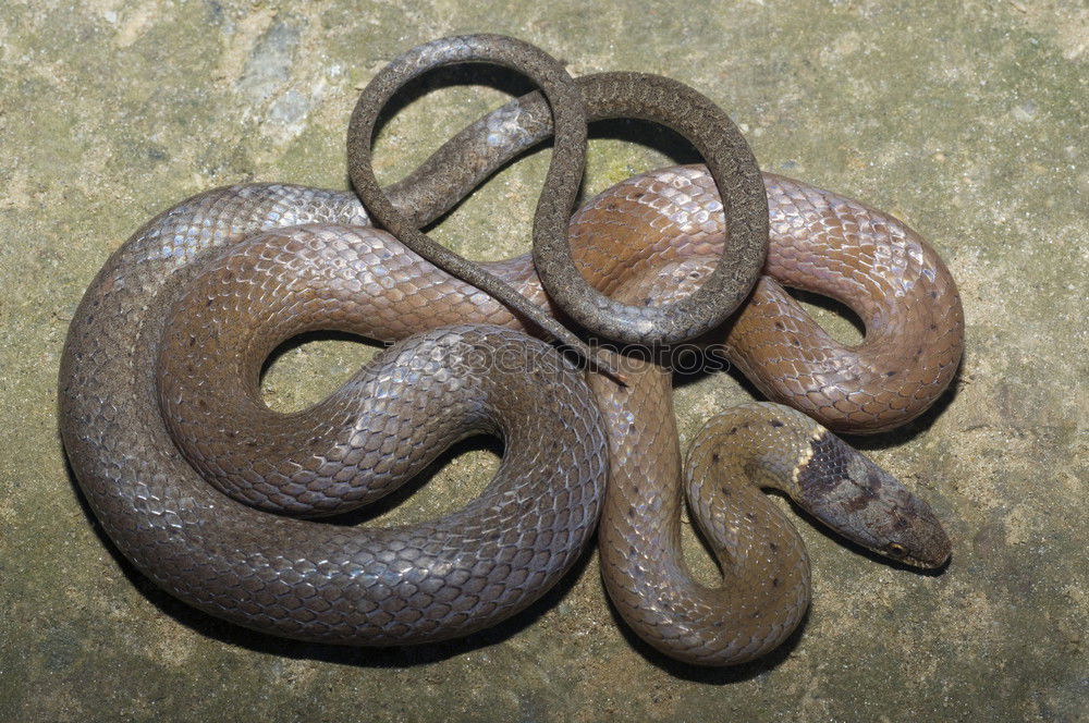 Similar – baby line Reptiles Animal