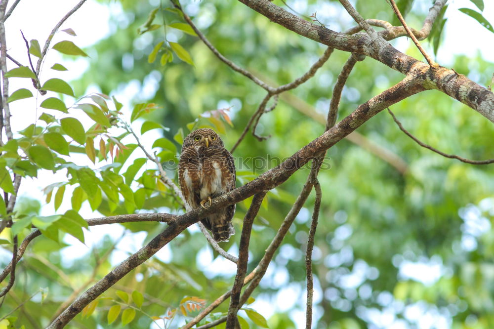 Image, Stock Photo Thrush in tree Environment