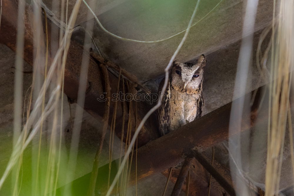 Similar – Image, Stock Photo Young birds in the nest