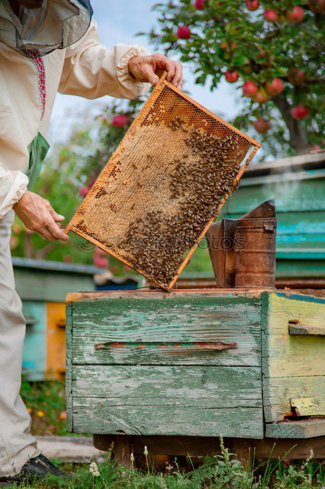 Similar – Image, Stock Photo Beekeeper with gloves and veil controls his beehive and searches for queen cells