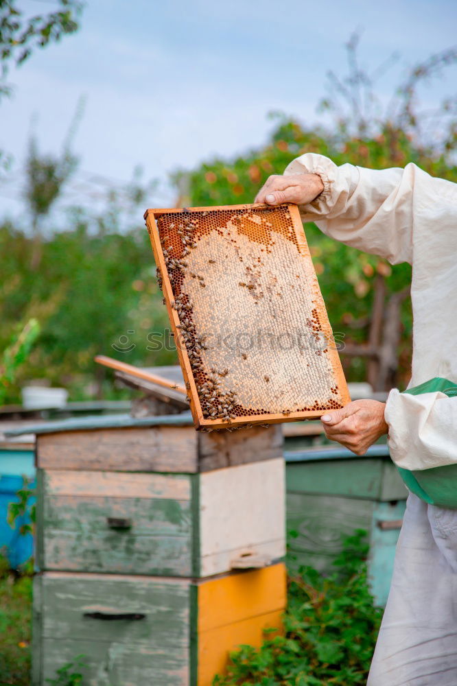 Similar – Image, Stock Photo Beekeeper working collect honey.