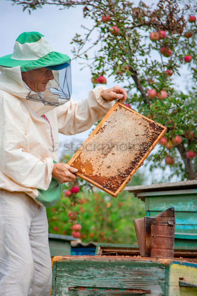 Similar – Image, Stock Photo Beekeeper working collect honey.