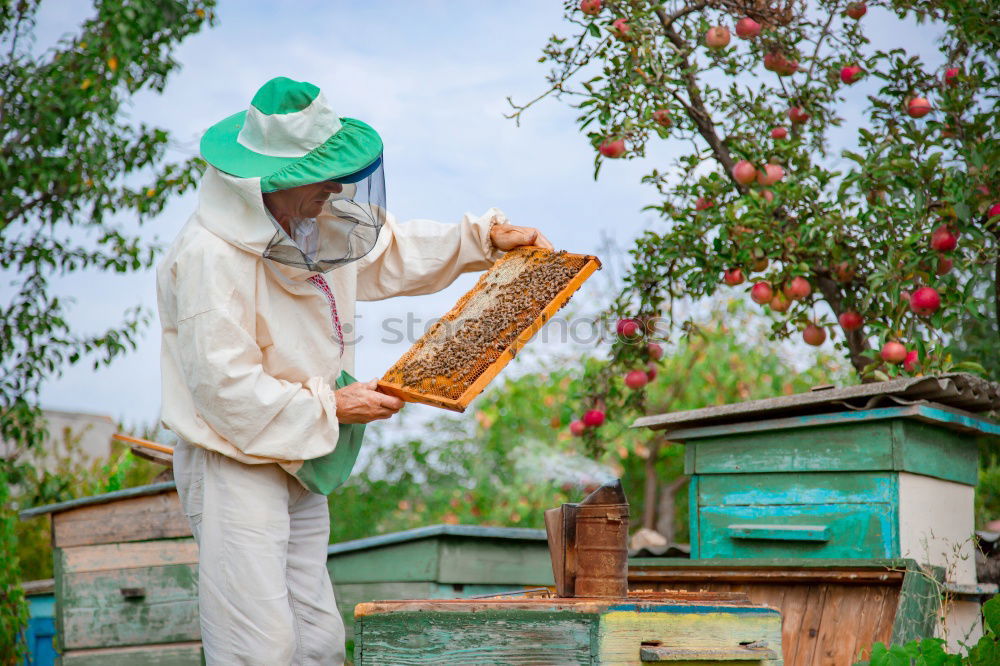 Similar – Image, Stock Photo Beekeeper working collect honey.