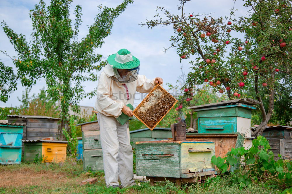 Similar – Image, Stock Photo Beekeeper working collect honey.