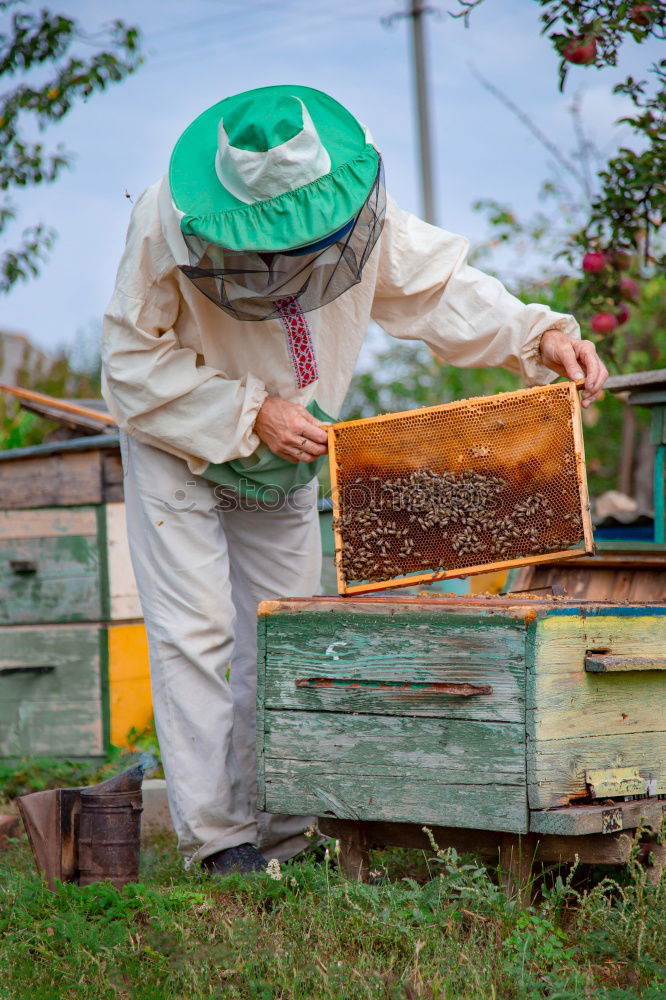 Similar – Image, Stock Photo Beekeeper with gloves and veil controls his beehive and searches for queen cells