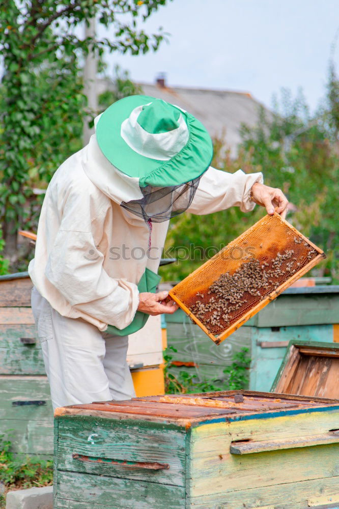 Image, Stock Photo Beekeeper with gloves and veil controls his beehive and searches for queen cells