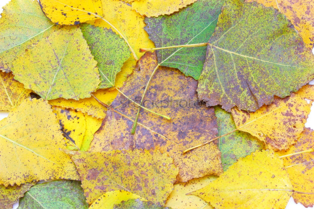 Similar – Autumn leaf on sidewalk