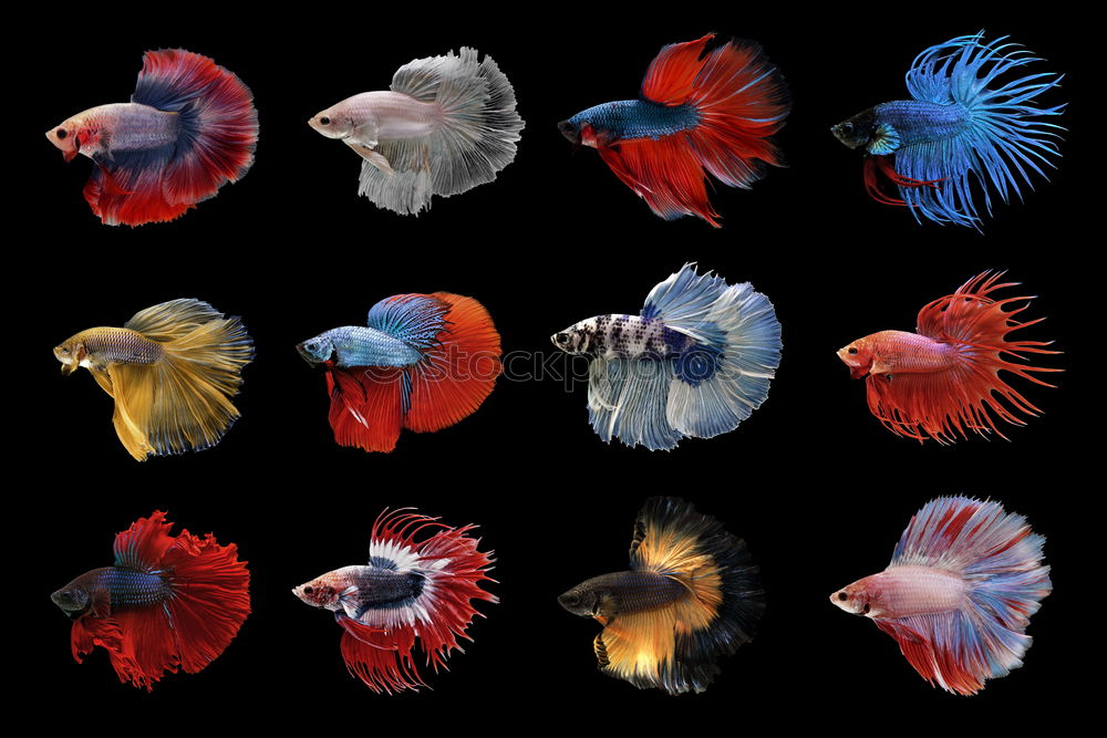 Image, Stock Photo Siamese fighting fish isolated