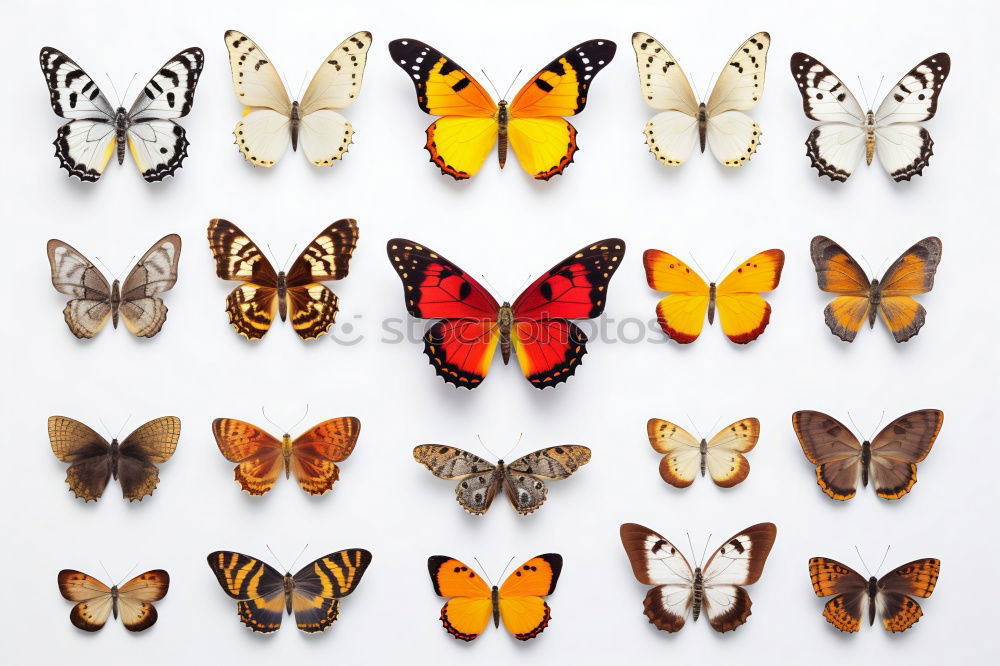 Similar – Image, Stock Photo Butterfly Group of animals