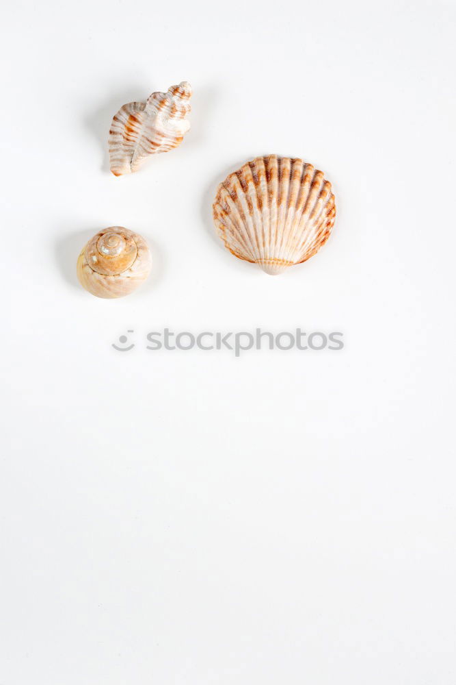 Similar – Image, Stock Photo Seashells. Top view with copy space.