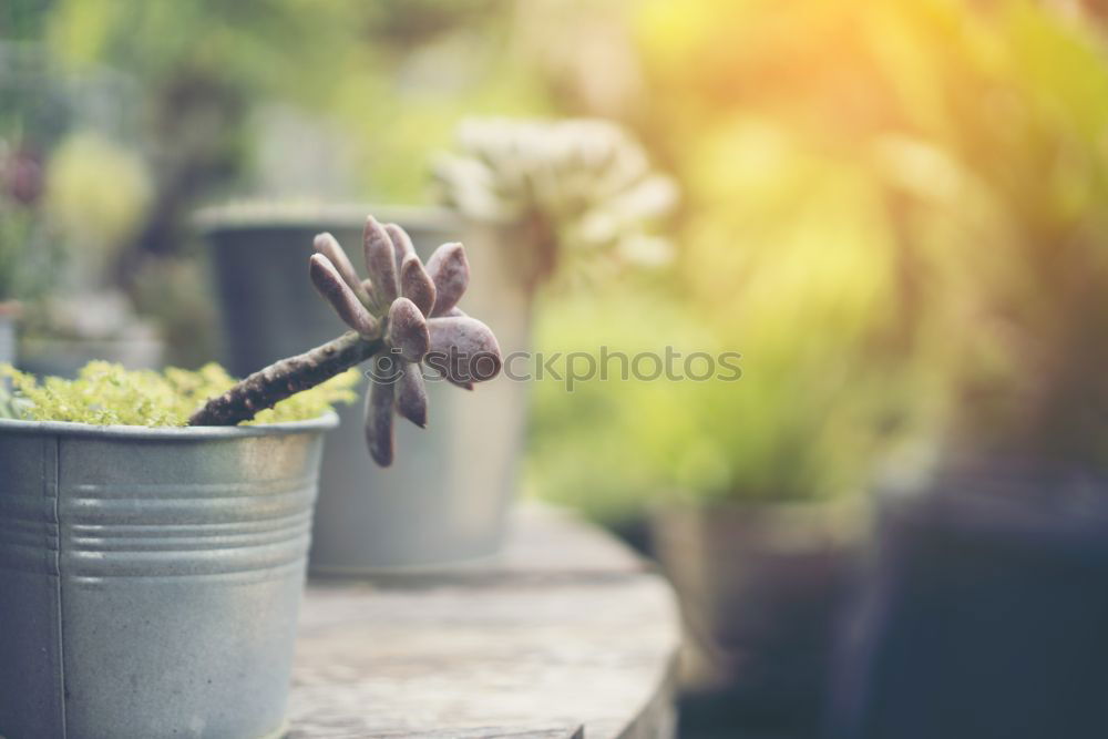 Similar – Image, Stock Photo autumn in the kita Joy