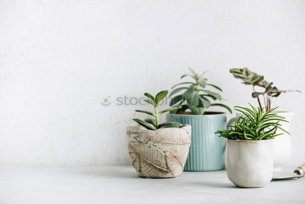 Similar – Aloe Vera plant in flower pot