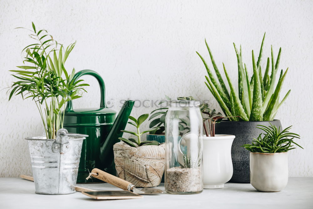 Similar – Image, Stock Photo Succulent houseplants in flower pots