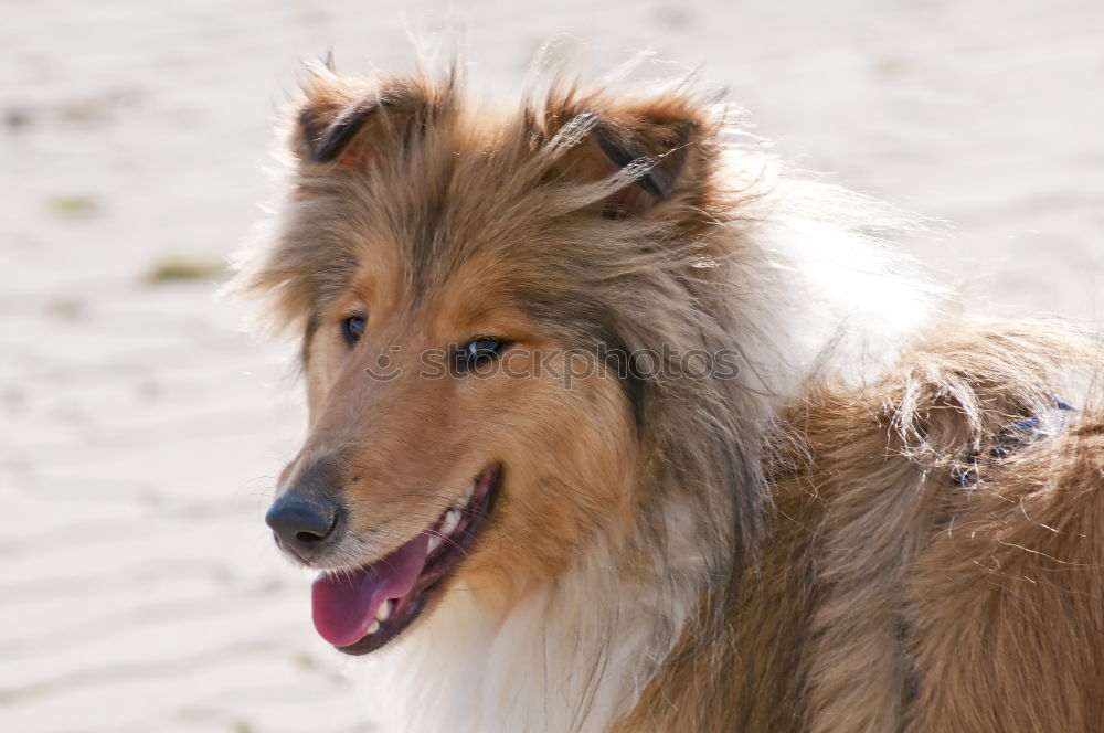 Similar – Image, Stock Photo A gray and white young Australian Shepherd dog with black and light brown spots stands on his paws and looks to the right against a blurred background.