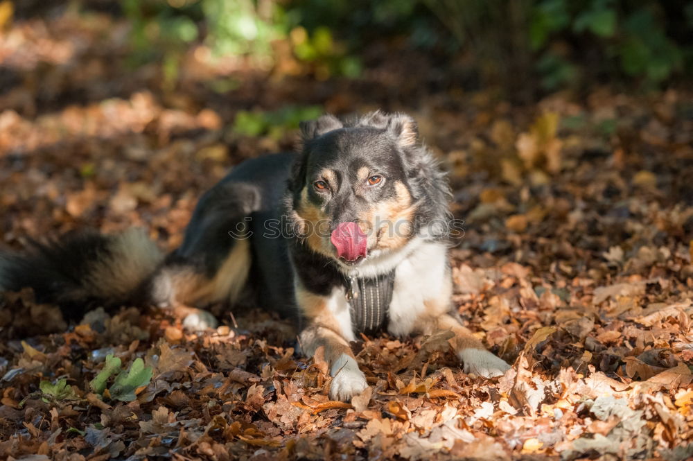 Similar – Funny dog sitting on beach