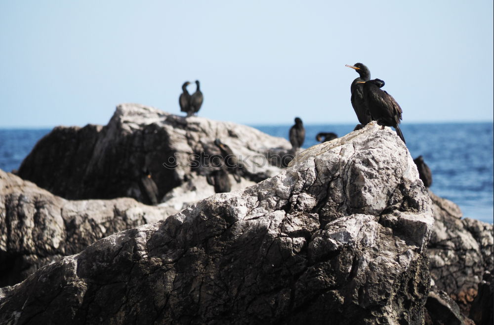 Similar – Penguin beach in South Africa (Simonstown)