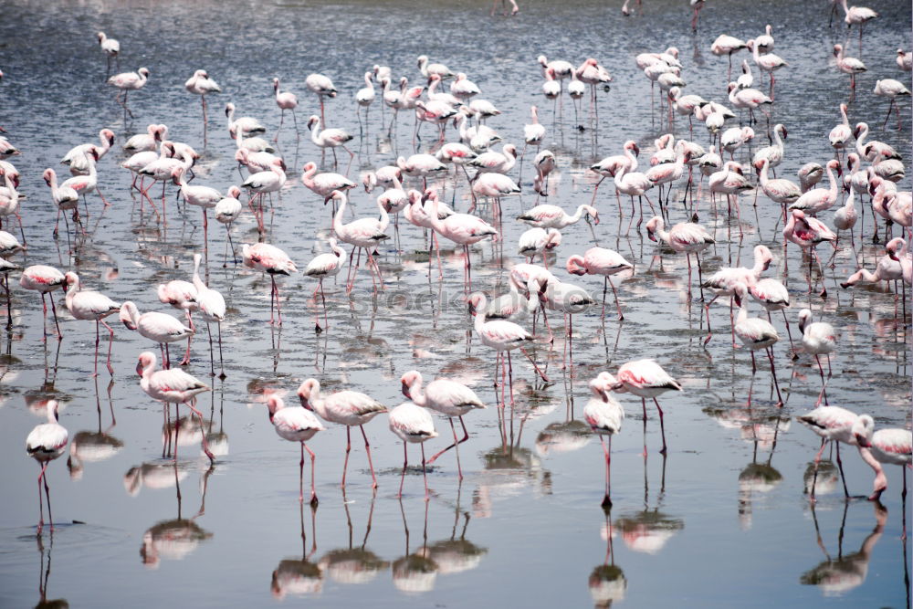 Similar – Image, Stock Photo flamingo march