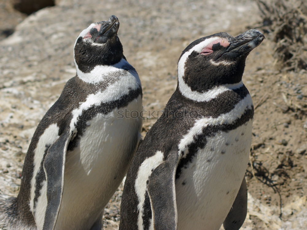 Similar – Image, Stock Photo Puffins oOOO Grass Coast