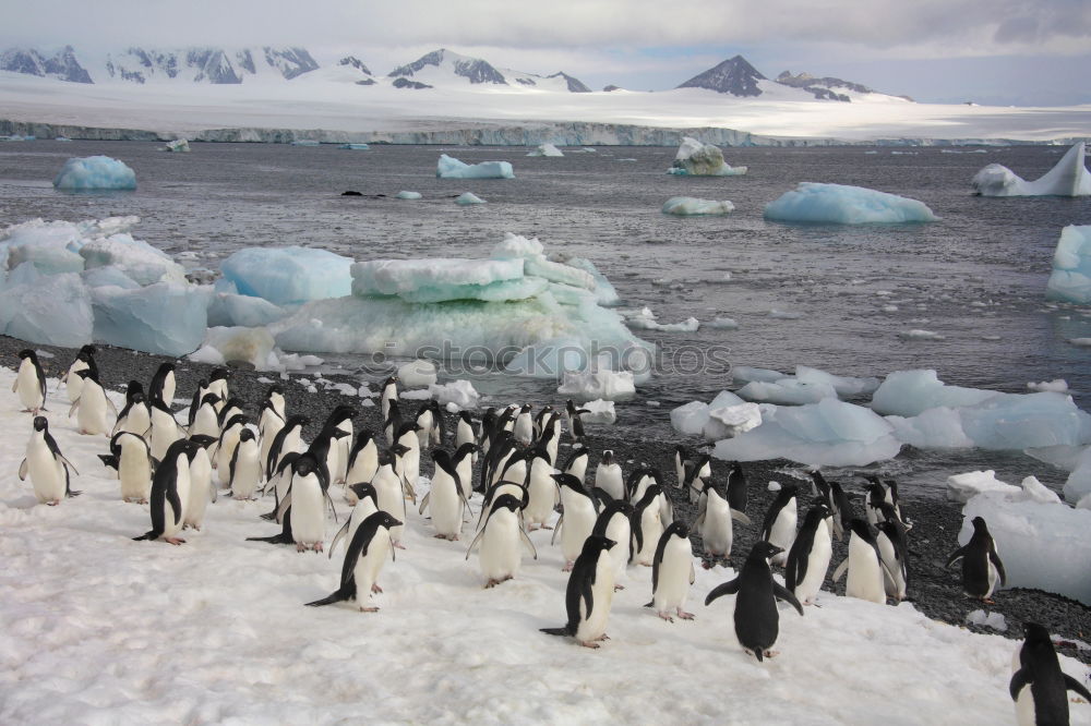 Similar – Gentoo penguins standing on the rocks and cruise ship