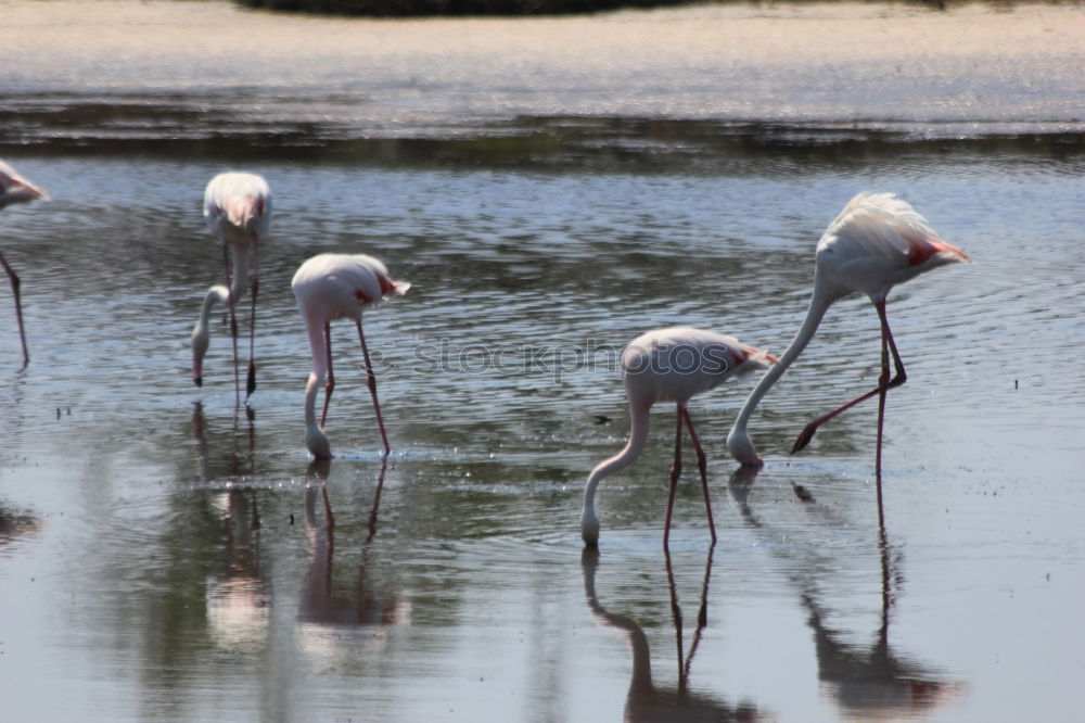 Similar – Image, Stock Photo flamingo march