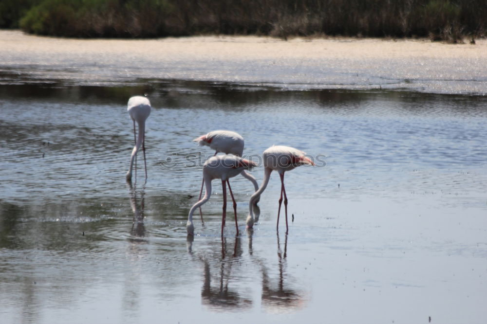 Similar – Image, Stock Photo flamingo march