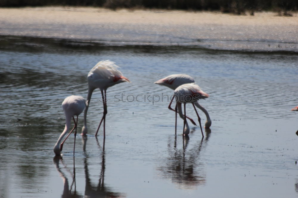 Similar – Water Ballet Colour photo