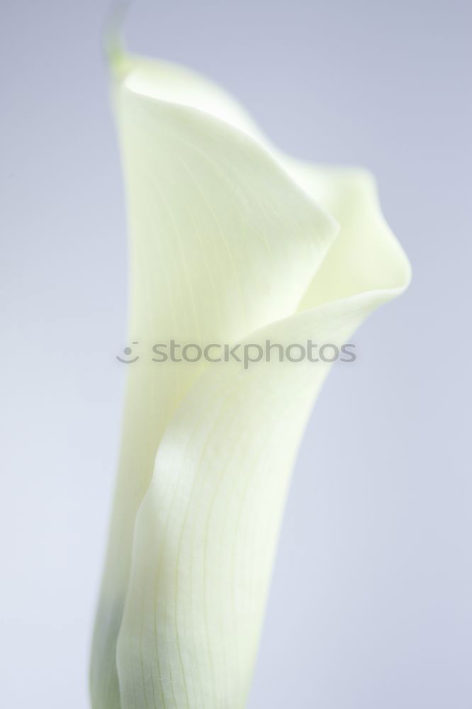 Similar – Image, Stock Photo tulipe #3 Tulip Flower