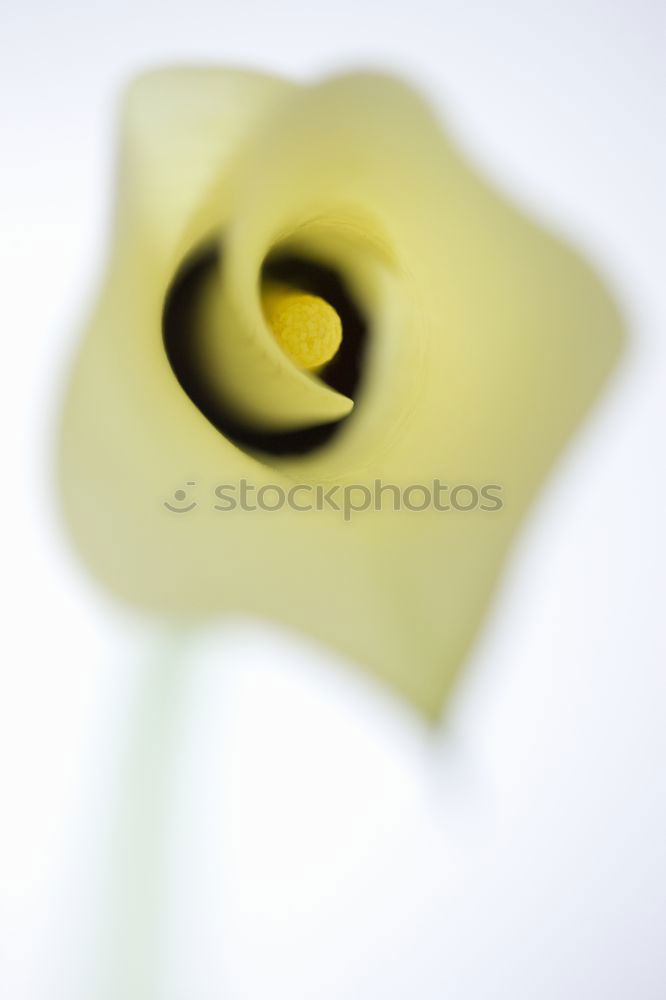 Similar – Image, Stock Photo G4 with flower Flower