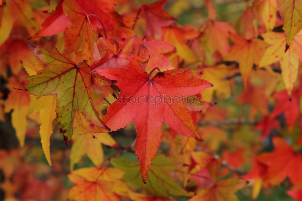 Similar – Image, Stock Photo Red maple leaves on the ground