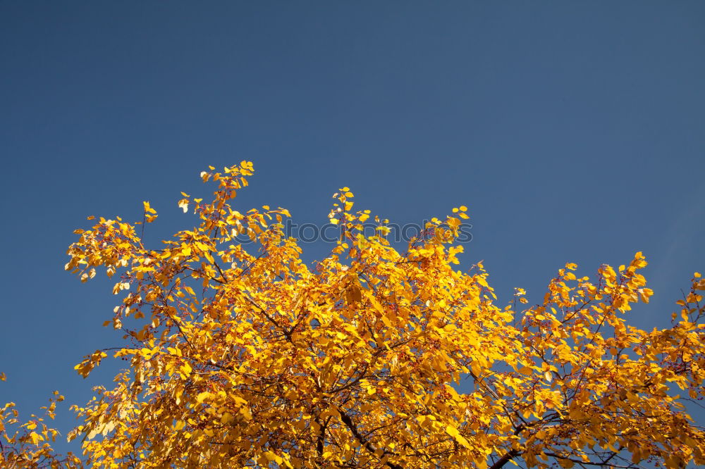 Similar – Image, Stock Photo Autumn in Graz