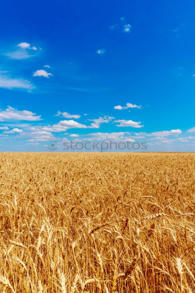 Similar – Foto Bild Weizen Feld im Sommer