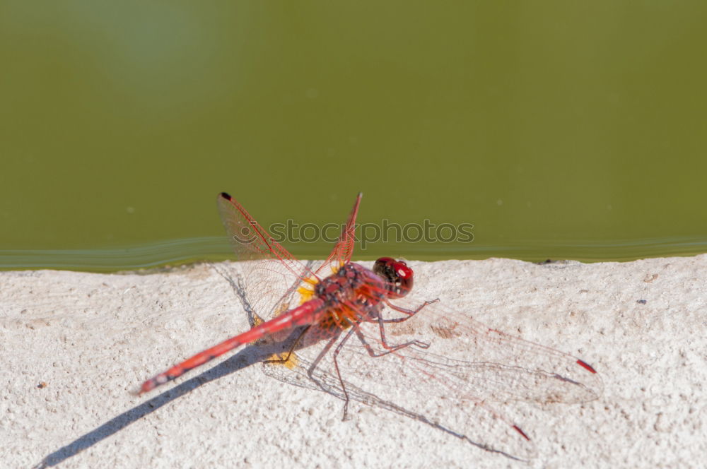 Similar – Image, Stock Photo Under the sign of the dragonfly