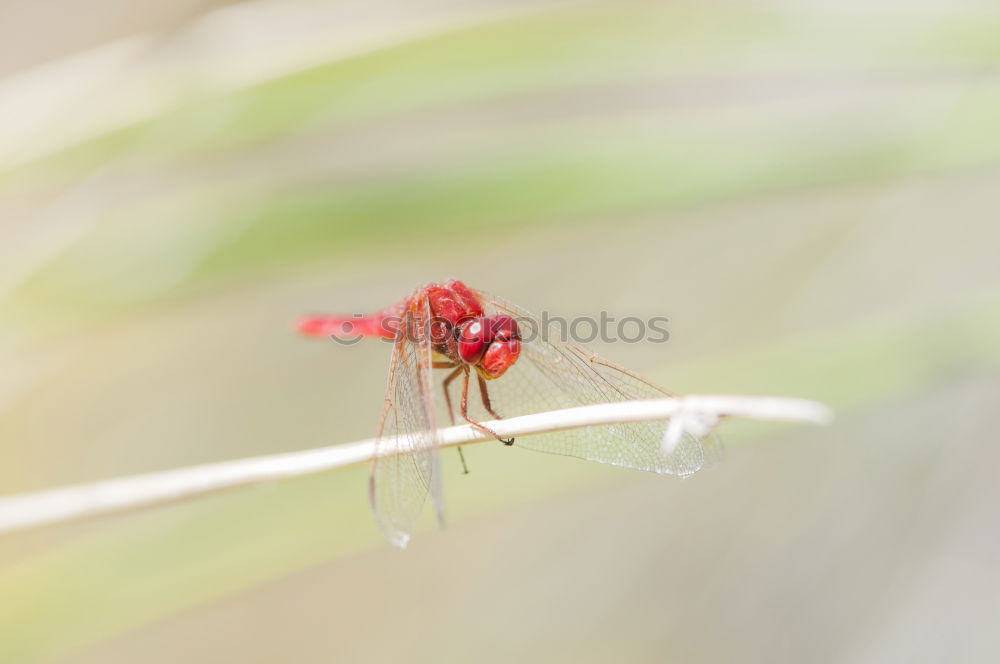 Similar – Foto Bild Planet der Insekten Flügel