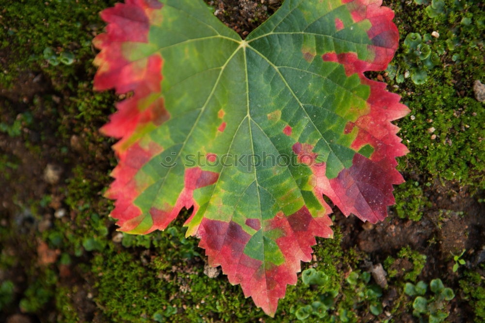 Similar – AUTUMN II Water