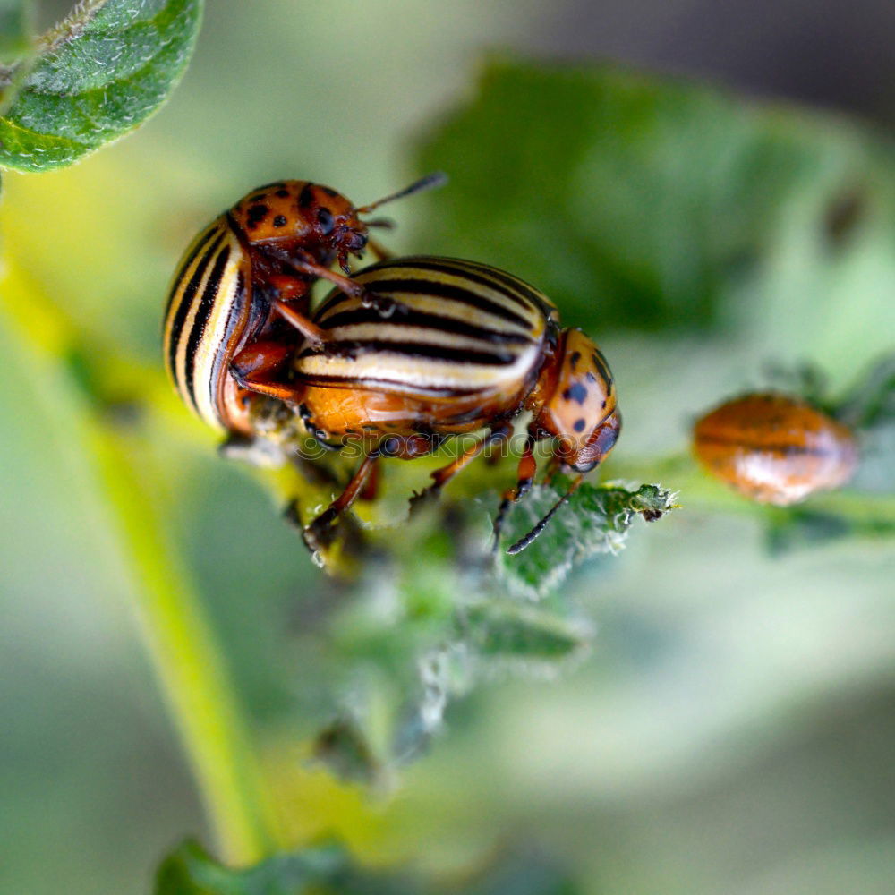 Similar – Schlüpfende Wanzenlarven mit Eiern