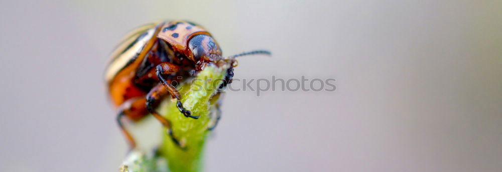 Similar – Image, Stock Photo Bee careful! Environment