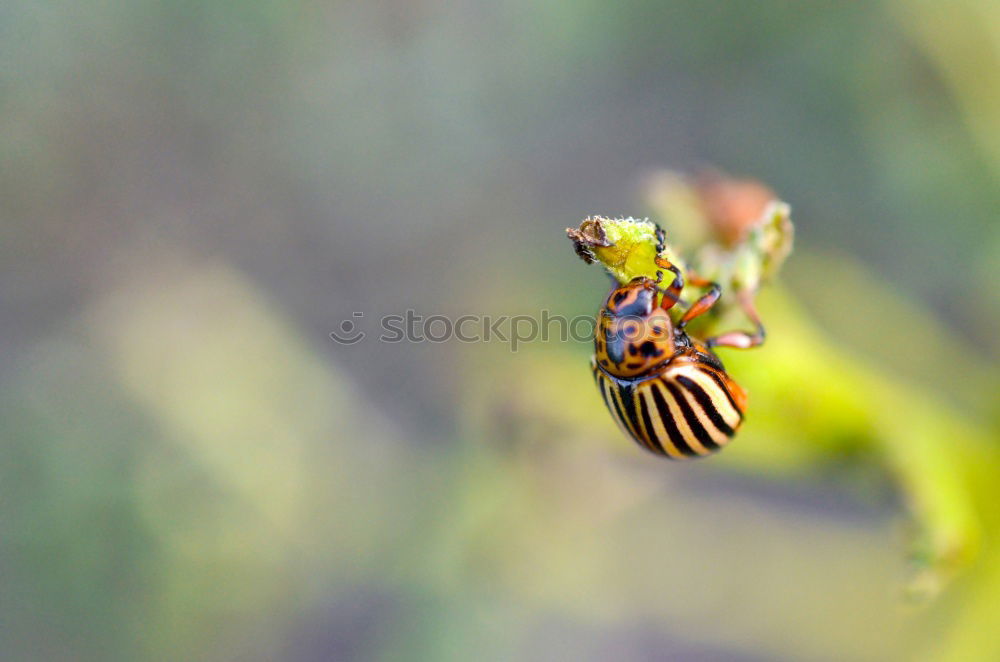 Similar – Image, Stock Photo resting place; snail on daisy leaf