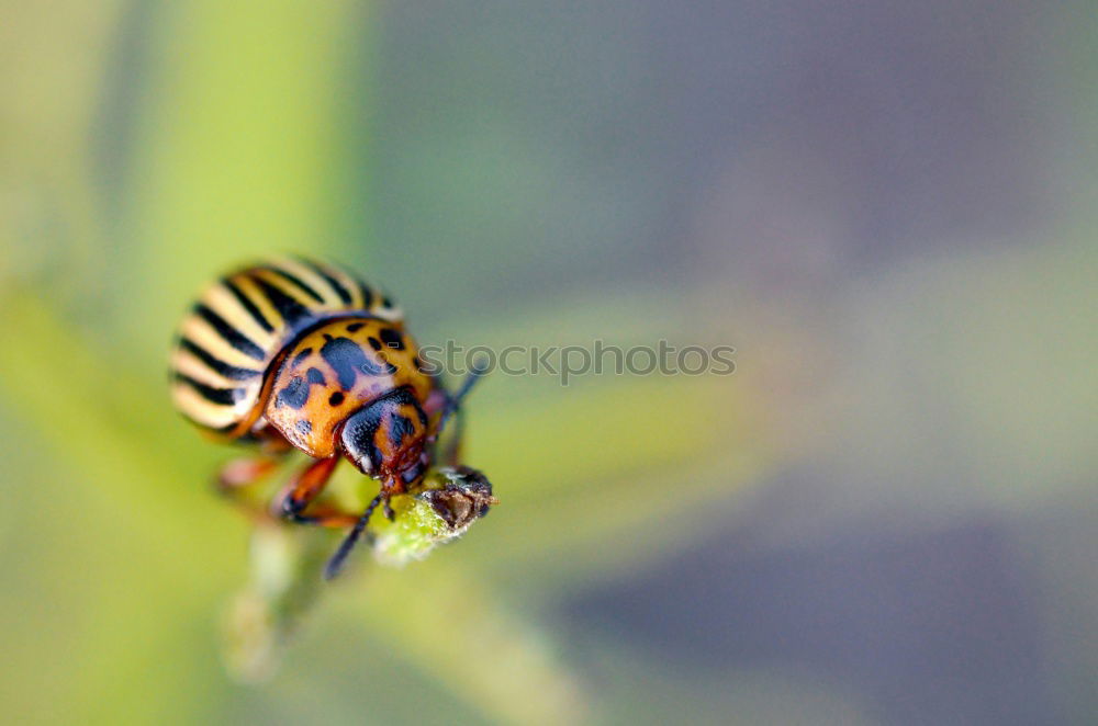 Similar – Image, Stock Photo kurt beck Caterpillar