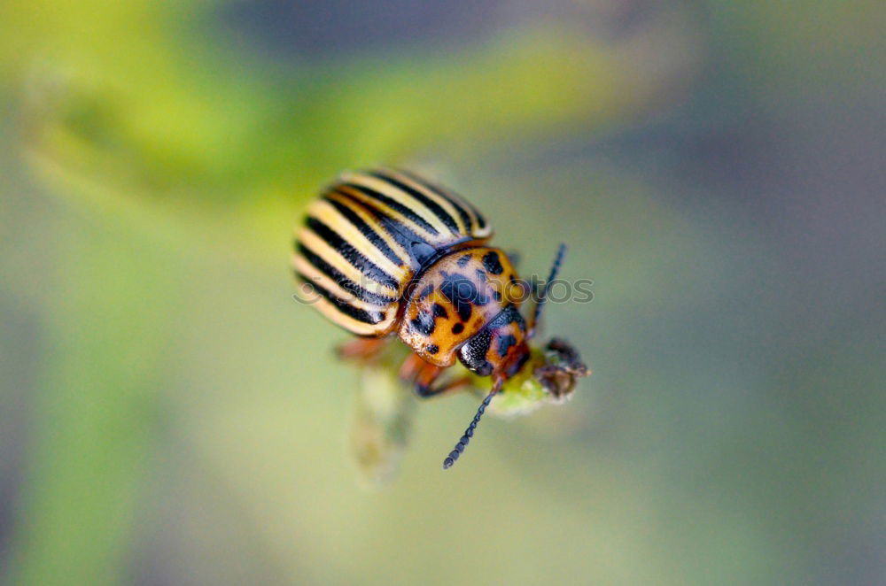 Similar – Image, Stock Photo kurt beck Caterpillar