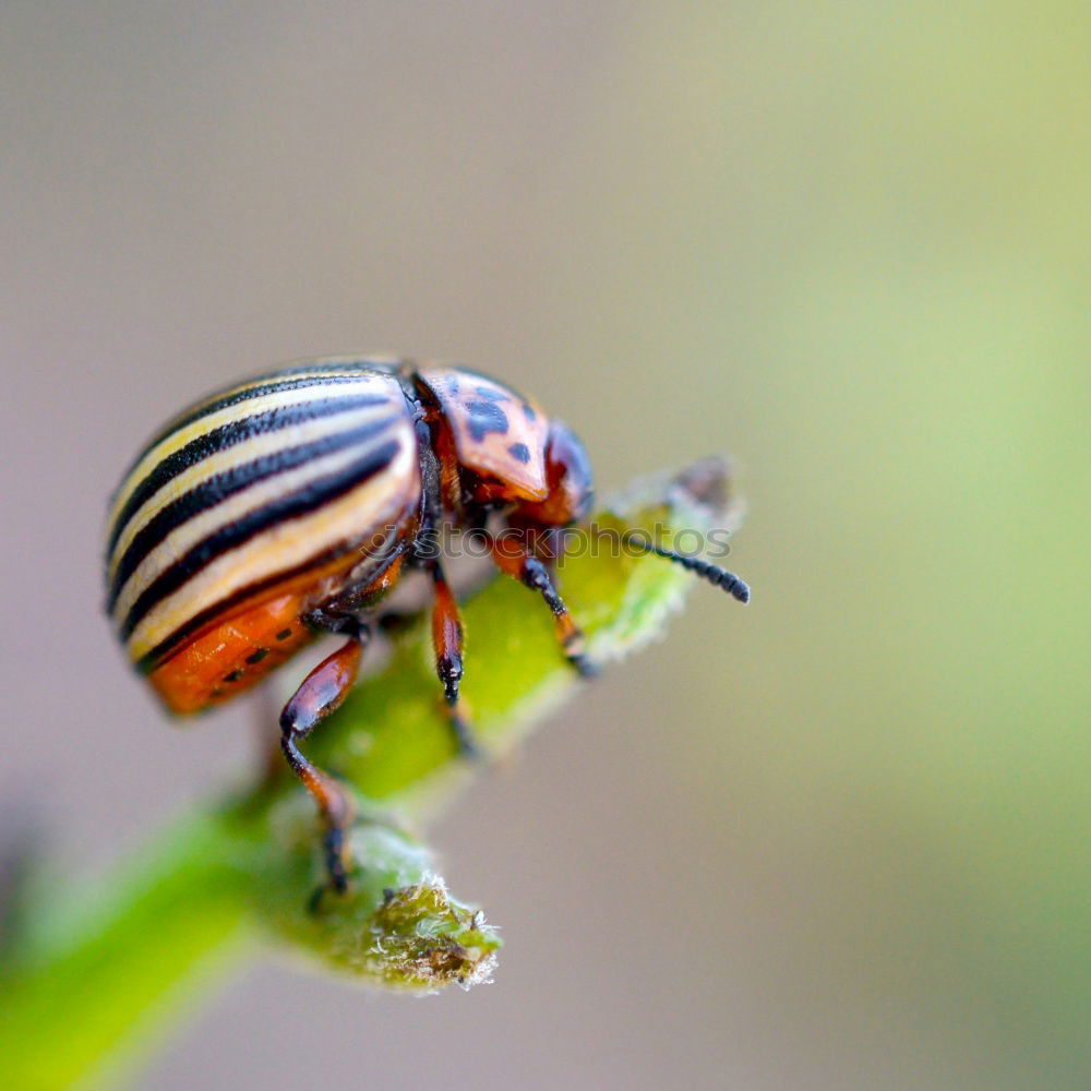 Similar – Image, Stock Photo potato beetle Animal