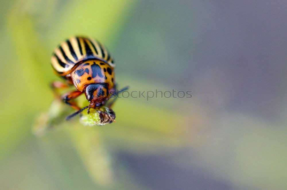 Similar – Image, Stock Photo kurt beck Caterpillar