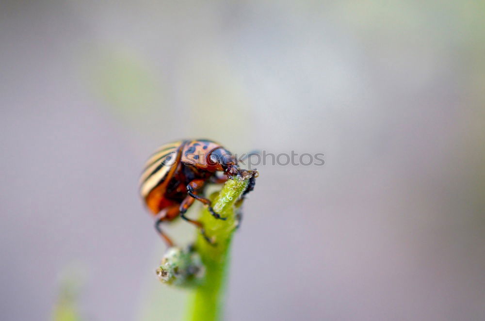 Similar – cockchafer Nature Animal