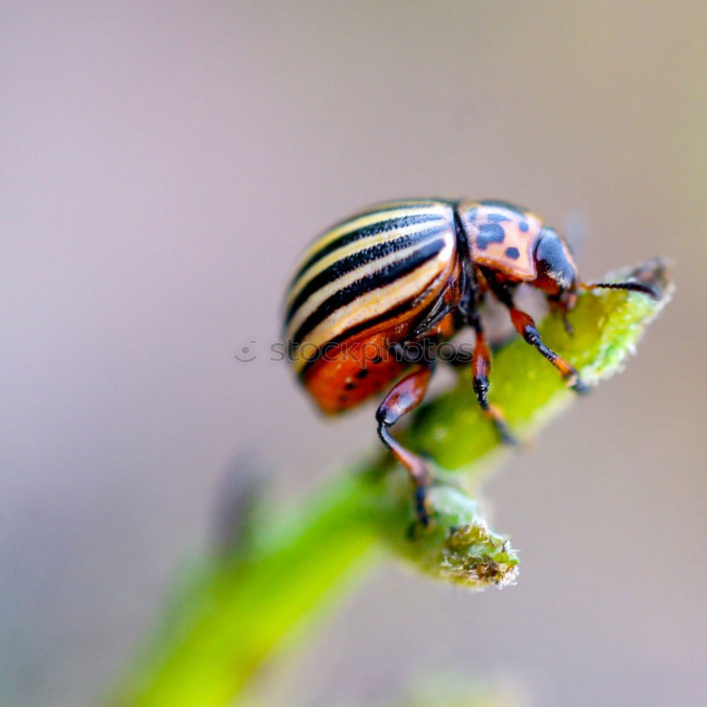 Image, Stock Photo potato beetle Animal