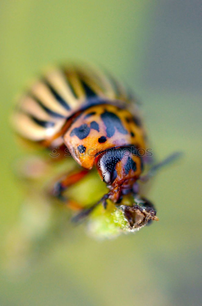 Image, Stock Photo kurt beck Caterpillar