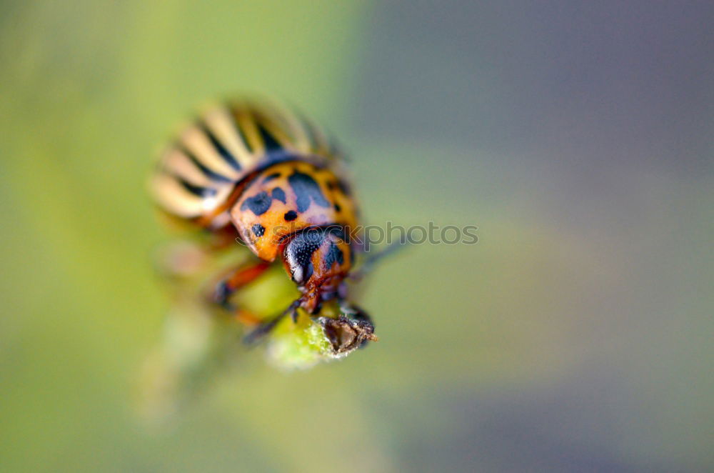 Similar – Big eyes Plant Water Pond