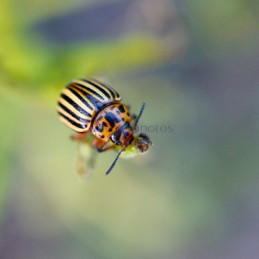 Similar – Ladybird under leaf Bow