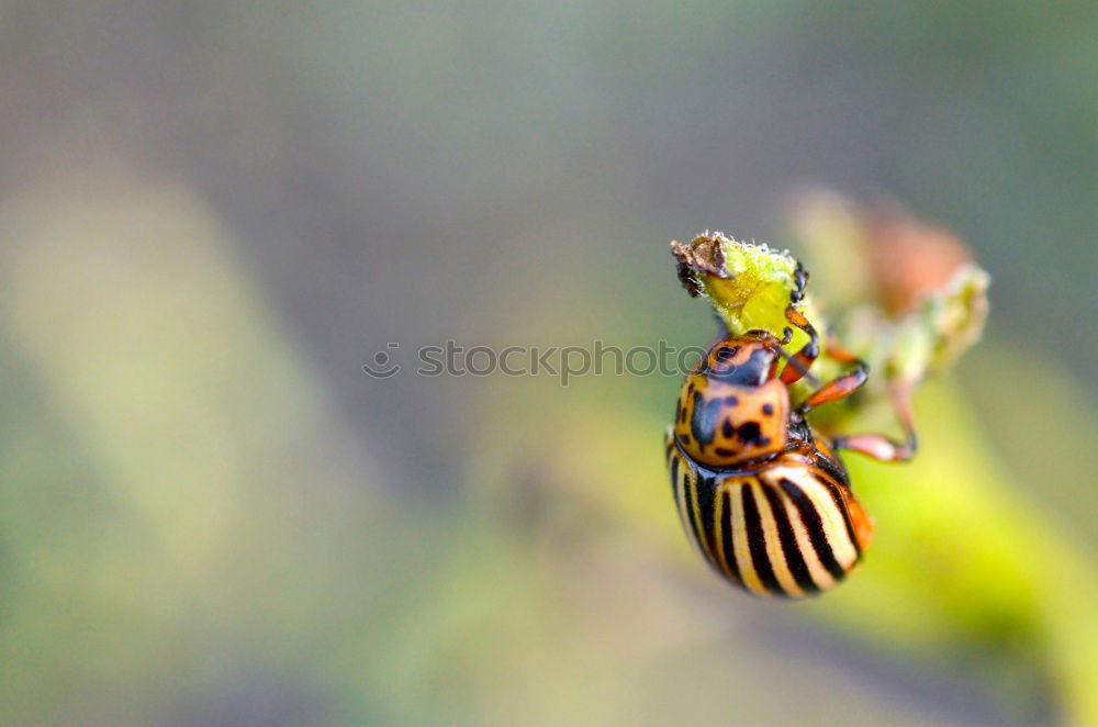 Similar – Image, Stock Photo resting place; snail on daisy leaf