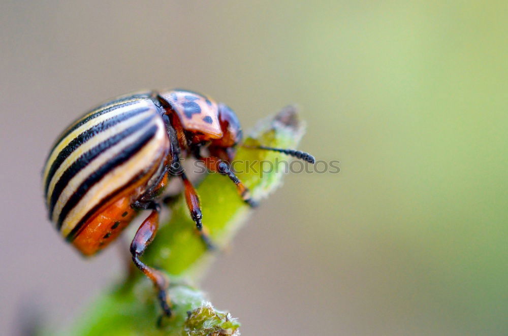 Image, Stock Photo resting place; snail on daisy leaf