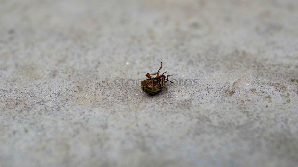 Image, Stock Photo catabolic beetle